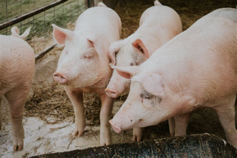 Two Pigs In A Barn Stock Photo Image Of Togetherness 22753844