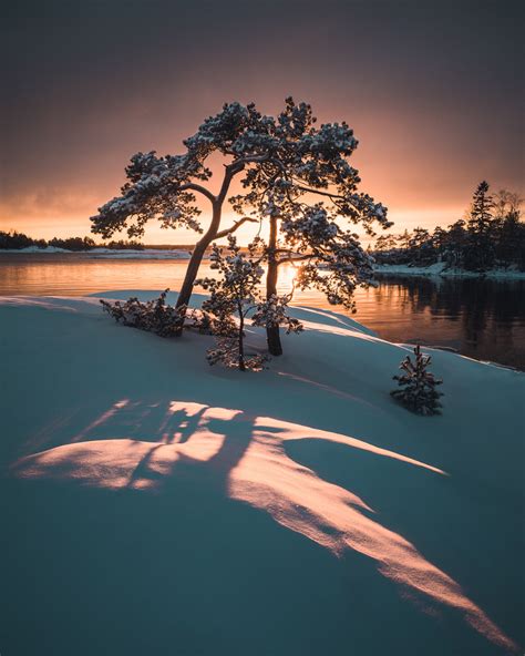 Majestic Trees In Serene Finnish Landscapes Photographed By Mikko