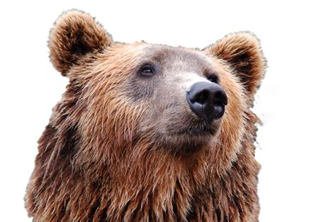 Bear Head Png Image Purepng Free Transparent Cc0 Png Image Library