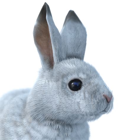 Image Snowshoe Hare Male Commonpng The Hunter Wikia Fandom