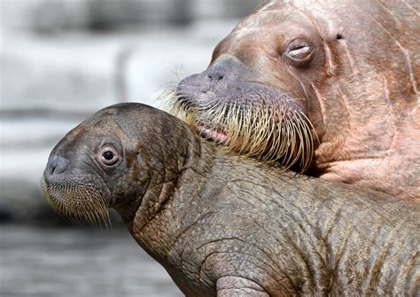 Did ‘our Planet Lie When It Claimed Climate Change Drove Walruses Off