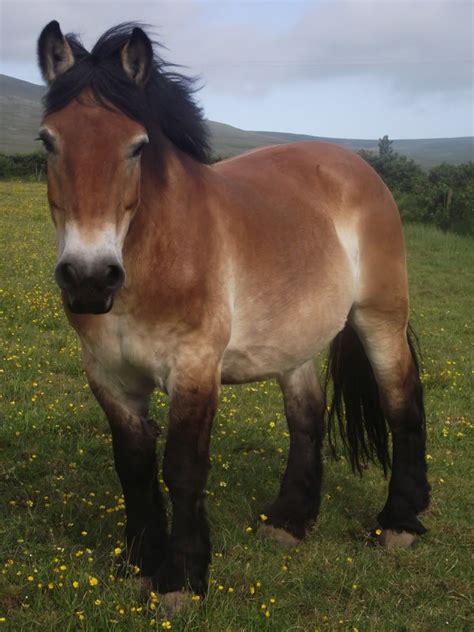 In Love With Dutch Draft Ardenne Horses Draft Horses Horse Breeds