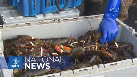 Dfo Four Mikmaw Nations Renew Interim Agreement To Harvest Lobster