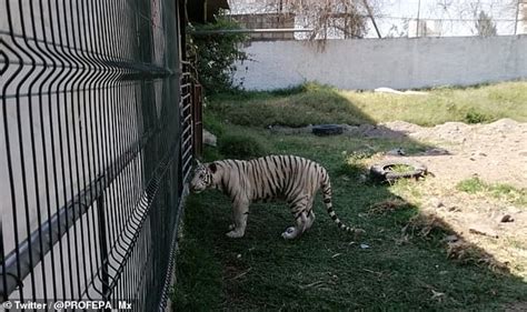 Mexican Authorities Confiscate Two Bengals Including One Who Was