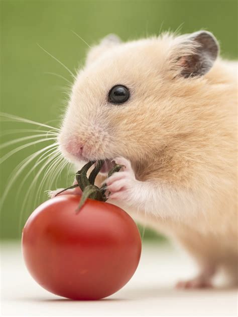 Cute Little Hamster Wallpaper Wallpapers With Hd Resolution