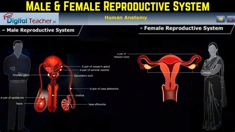 Male And Female Reproduction System Structure Function Reproductive