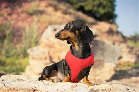 7 Best Harnesses For A Dachshund Our 2023 Dachshund Harness Guide