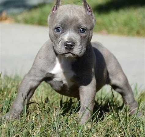 American Pit Bull Terrier Puppies For Sale Scottsdale