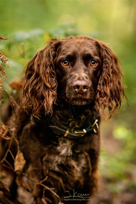 Deutsche Wachtelhund Familie Julia Kauer Jagdhunde Fotografie