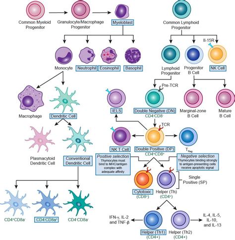 Brittany anderton introduces the cells of the immune system. A Primer On How The Immune System Works (Videos+Images ...