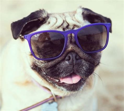 Dogs In Sunglasses Tumblr