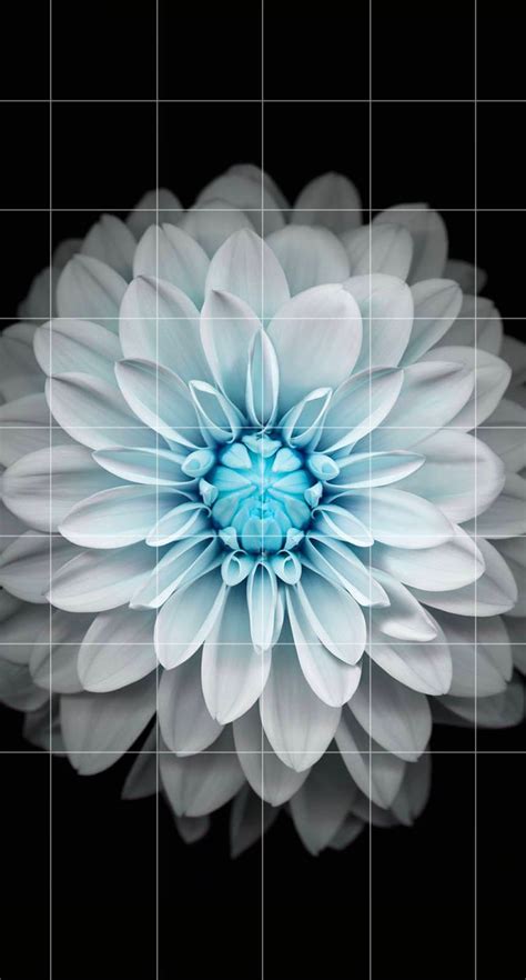 We did not find results for: Black-and-white flower borders shelf | wallpaper.sc iPhone6s