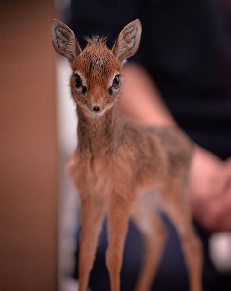 Adorable Orphaned Baby Antelope Is Being Hand Reared At Chester Zoo