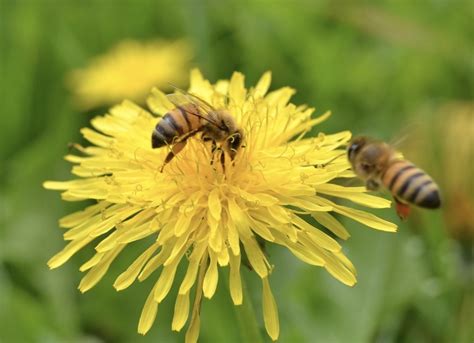 Bees transfer pollen between the male and female parts, allowing plants to grow seeds and fruit. Have a Heart and Do Your Part: Help Save the Bees | Dengarden