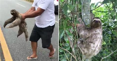 Man Stops Traffic To Help Sloth Cross Road Watch Moment It Realizes He