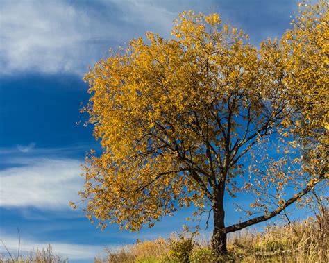 Download Wallpaper 1280x1024 Tree Leaves Autumn Nature Landscape