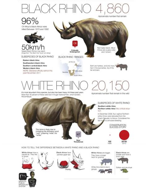 Pin By Radialv On Size Matters Rhino Facts Rhinoceros Save The Rhino