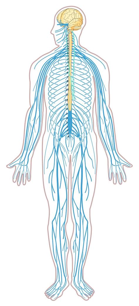 The nervous system performs many different tasks and enables the human being, for instance, to this type of action potential propagation is called saltatory conduction (red arrows in the diagram). File:Nervous system diagram unlabeled.svg | Central ...