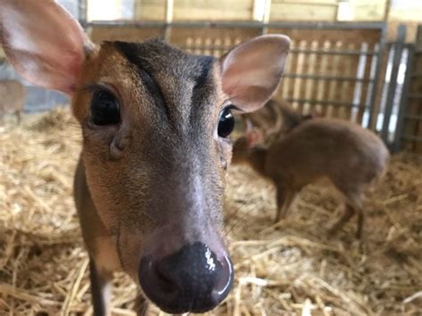 The Muntjac Deer Have A New Home Avon Valley