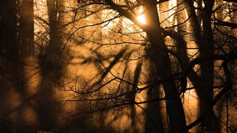 Nature Trees Forest Branch Sun Sunlight Mist Dust Shadow