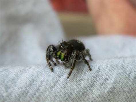 Spiders and other insects are less likely to enter your home if you keep them away in the first place. Jumping Spider | I was going outside, opened the basement ...