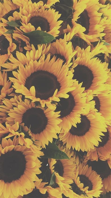Sunflower Aesthetic Wallpapers Top Free Sunflower