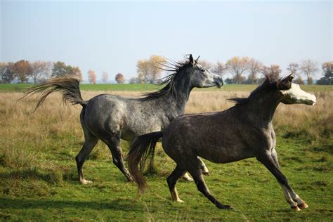 Free Images Nature Grass Meadow Herd Pasture Autumn Stallion