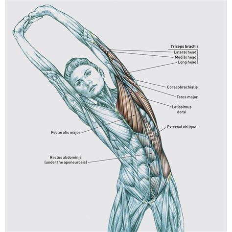 Stretching Anatomy Human Body Anatomy