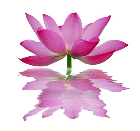 Lotus Flower Symbolism In Different Religions And Cultures