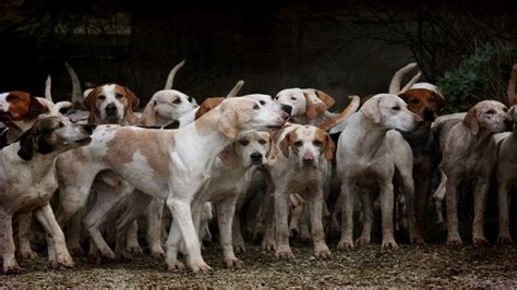 Why Do Hounds Smell Bad Dog Discoveries