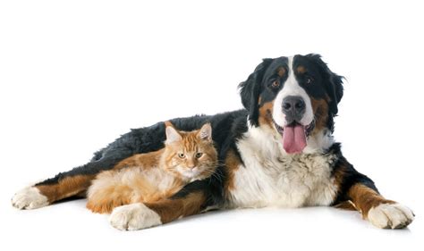 Colitis in dogs is an irritation of the colon and is a common malady. Colitis In Dogs And Cats » Vetsavers Pet Hospital