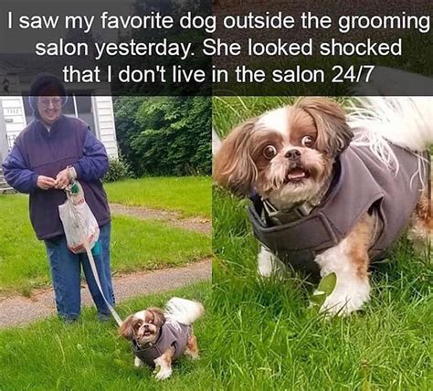 Camperdown Funny Dog Groomer Meme