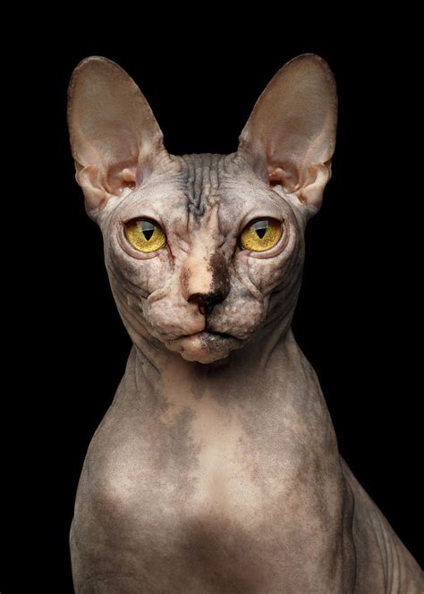 Closeup Portrait Of Grumpy Sphynx Cat Front View Black Isolate