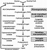 Metabolic pathways of haem synthesis. The enzymes involved at each step ...
