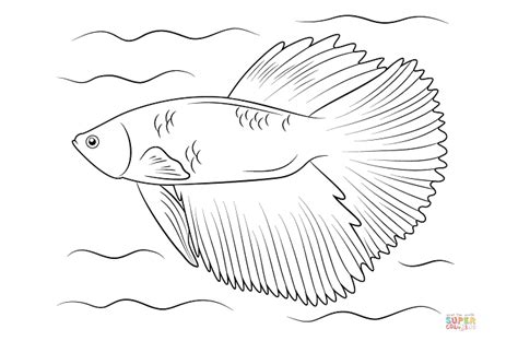 20 Contoh Sketsa Ikan Yang Mudah Ditiru Untuk Gambar Si Kecil