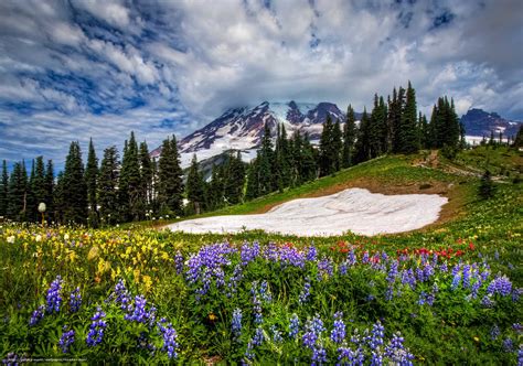 42 Mount Rainier Meadow Flowers Wallpaper On Wallpapersafari