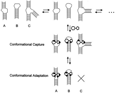 Conformational Capture And Adaptation In Ligand Binding To Rna The Download Scientific Diagram