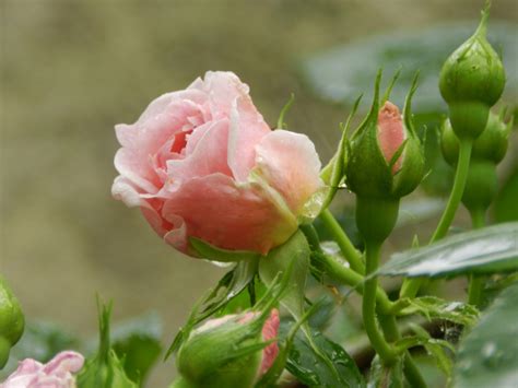 Roses Pink Color Flower Bud Hd Wallpaper Rare Gallery