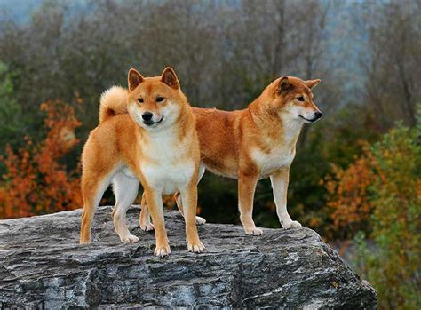 The shiba inu (柴犬, japanese: Shiba Inu Rasseportrait im ZooRoyal Hunde Magazin