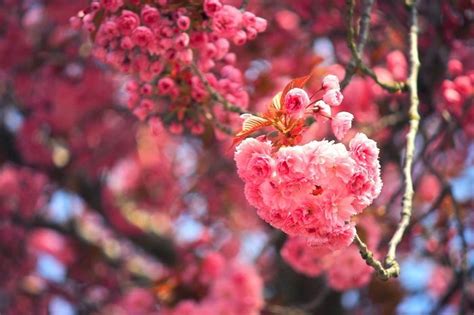 Cherry Tree Cherry Blossom 4k Cherry Bloom In 2021