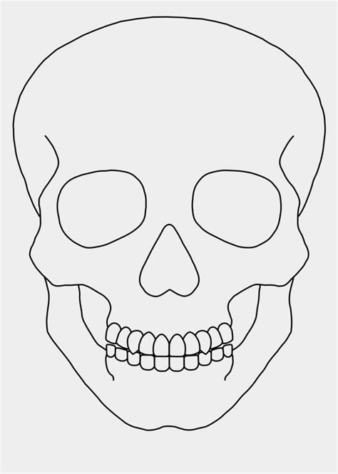 Skull Outline Clip Art Simple Human Skull Drawing Is Popular Png