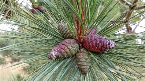 Michigan Residents Can Make 100 For Collecting A Bushel Of Red Pine Cones