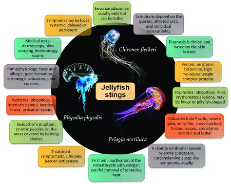 Major Characteristics Of Jellyfish Stings Download Scientific Diagram