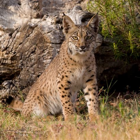 Lets Draw Endangered Species Iberian Lynx