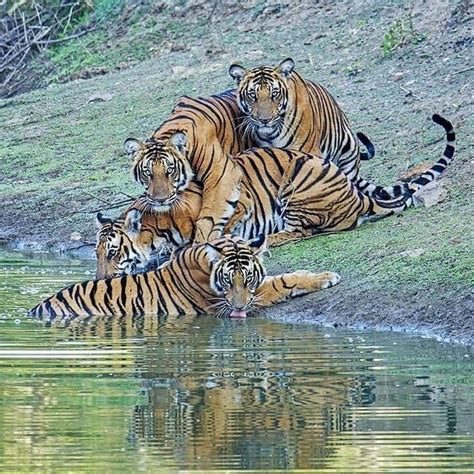 Tiger Lovers Club On Instagram A Beautiful Photo Of A Wild Tigress