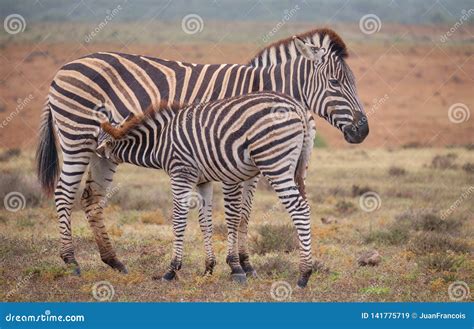 Mother And Baby Zebra Stock Image Image Of Equine Juvenile 141775719