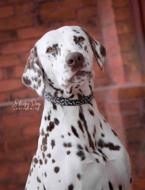 Liver Spot Dalmatian Purebred Dogs Aussie Dogs