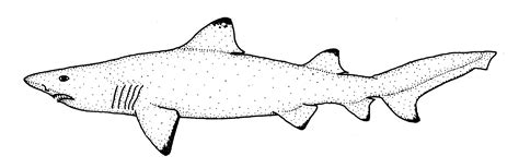 Sand Tiger Shark Drawing