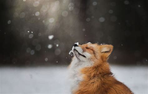 Winter Foxes Wallpapers Wallpaper Cave