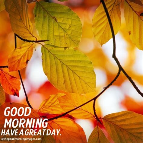 Beautiful Good Morning Fall Images Pictures And Photos 2021